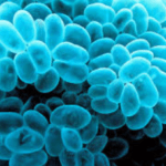 coral burbuja