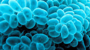 coral burbuja