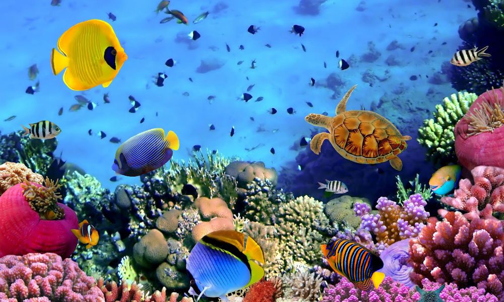 peces-coral peces y corales