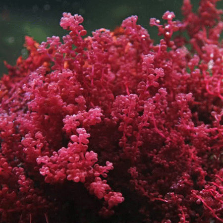 quelpo de uva roja